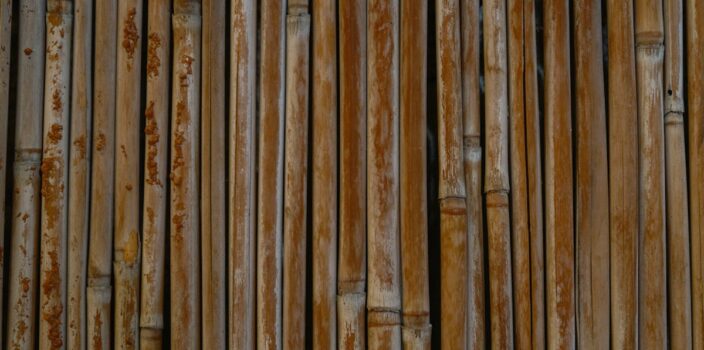 Żyjące Ściany: Biophilic Design dla Zrównoważonego Domu